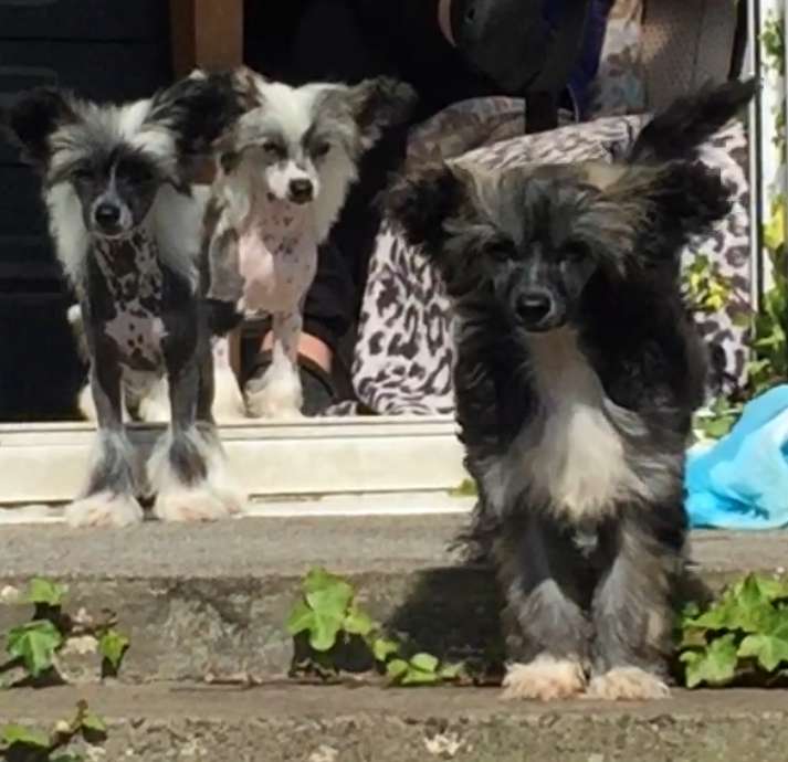 Bryelis Flower O'Scotland via Cairnapple