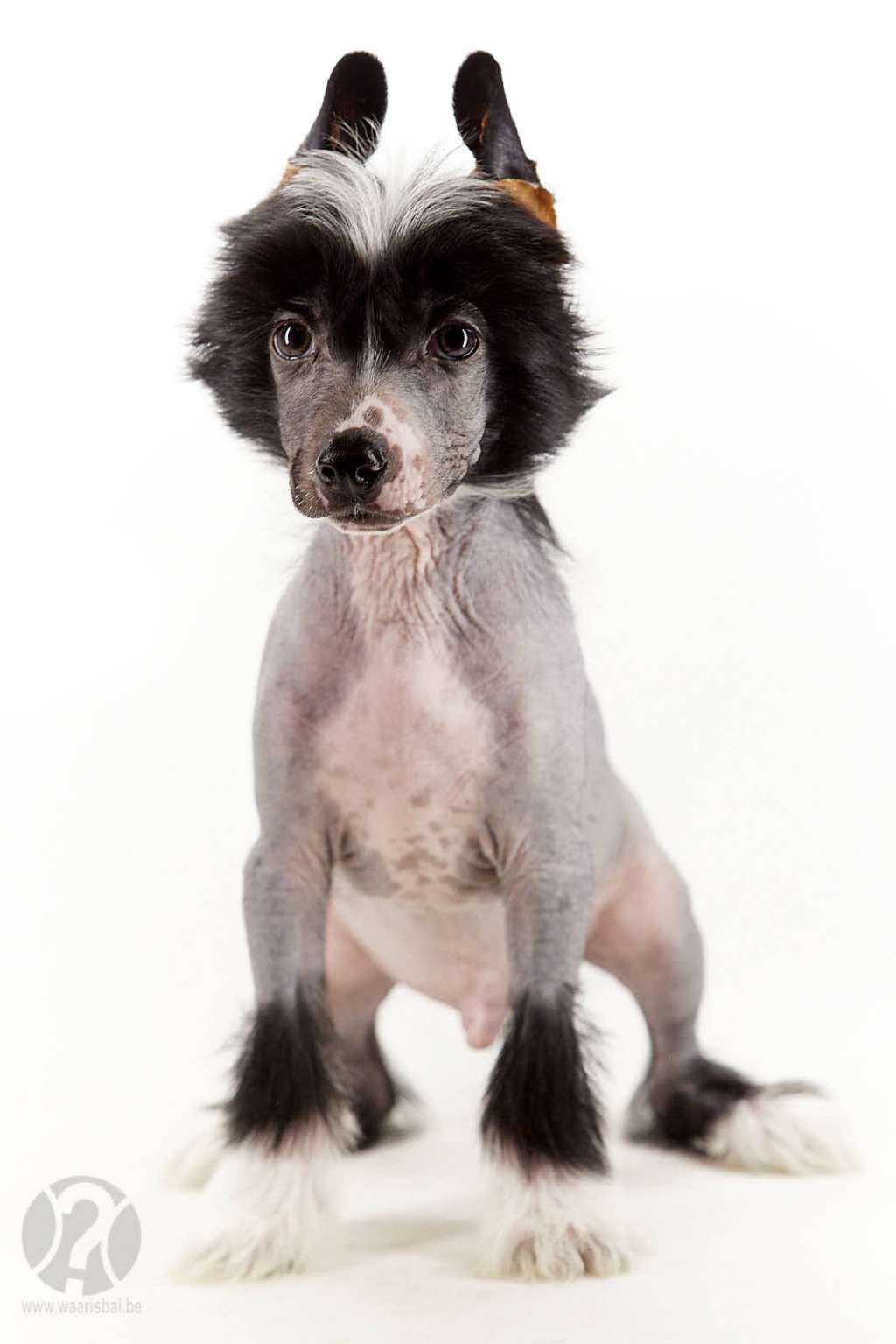 Shaved Not Furred Of Miracle Legacy