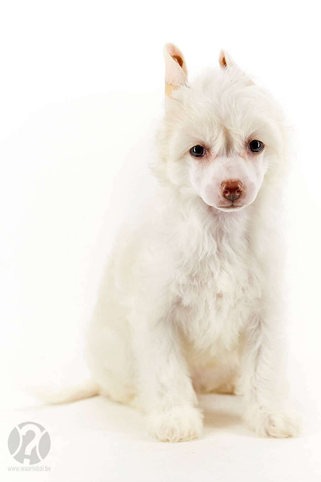 Susu with love of Miracle Legacy