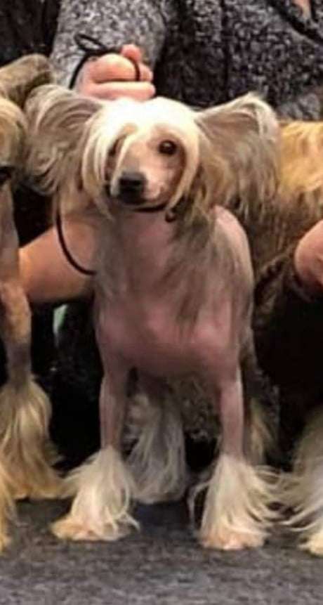 Curlycrest's Photograph