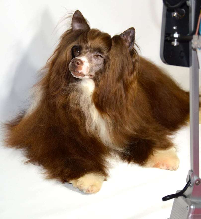 Fausija Jumana Persival De Trua