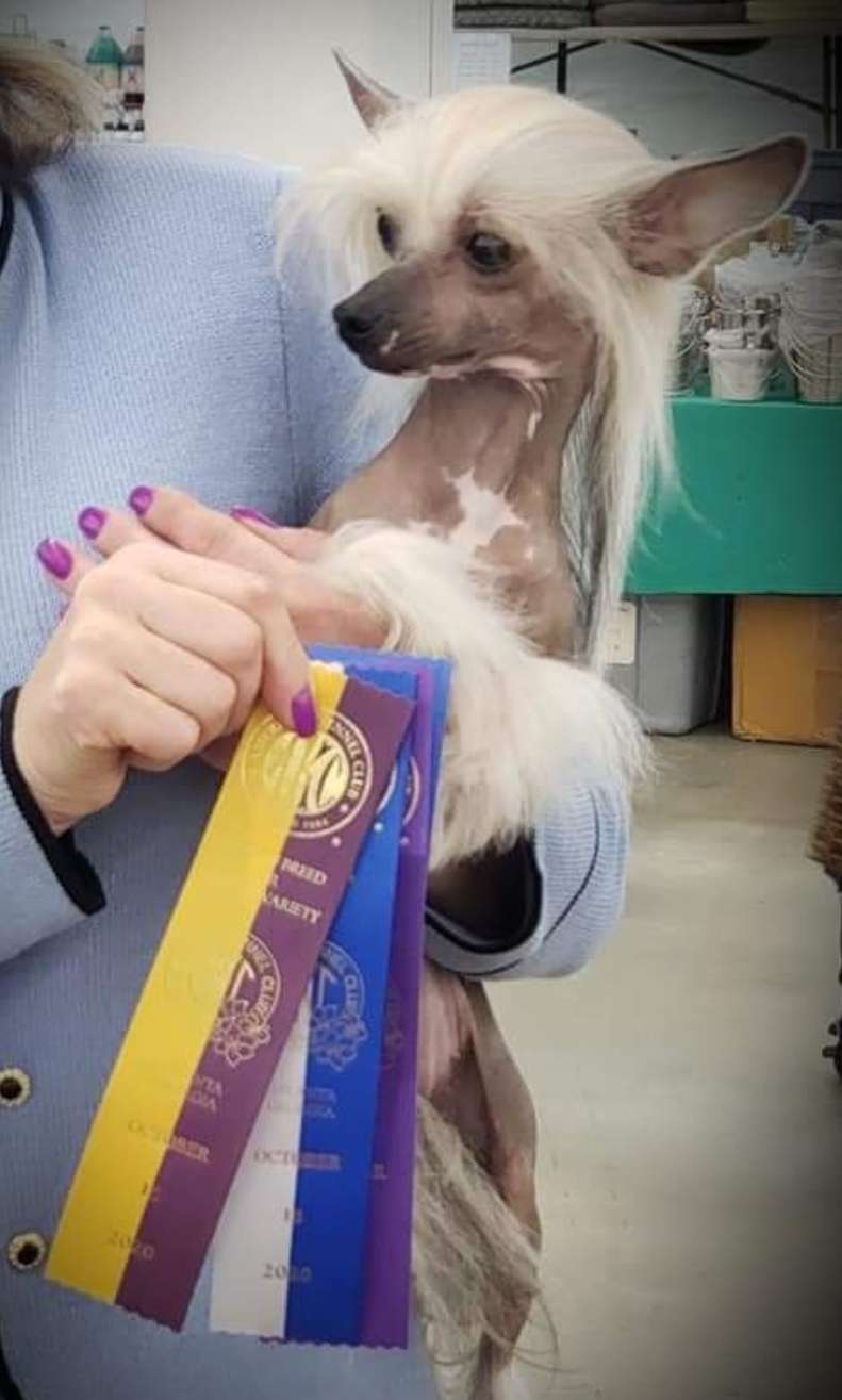 Altacrest Palmetto Shake Your Shamrock