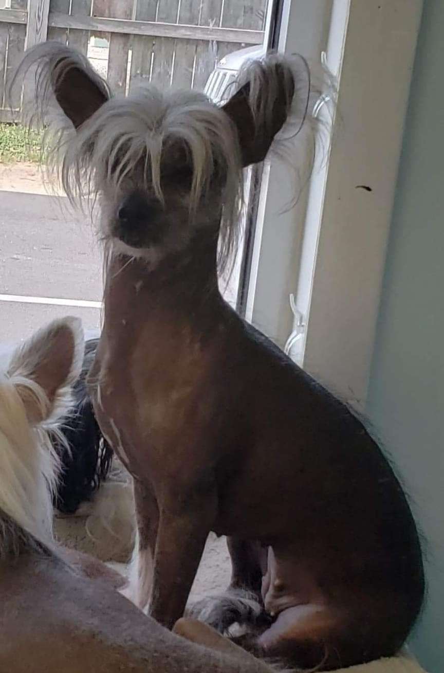 Altacrest Palmetto Kiss For Luck