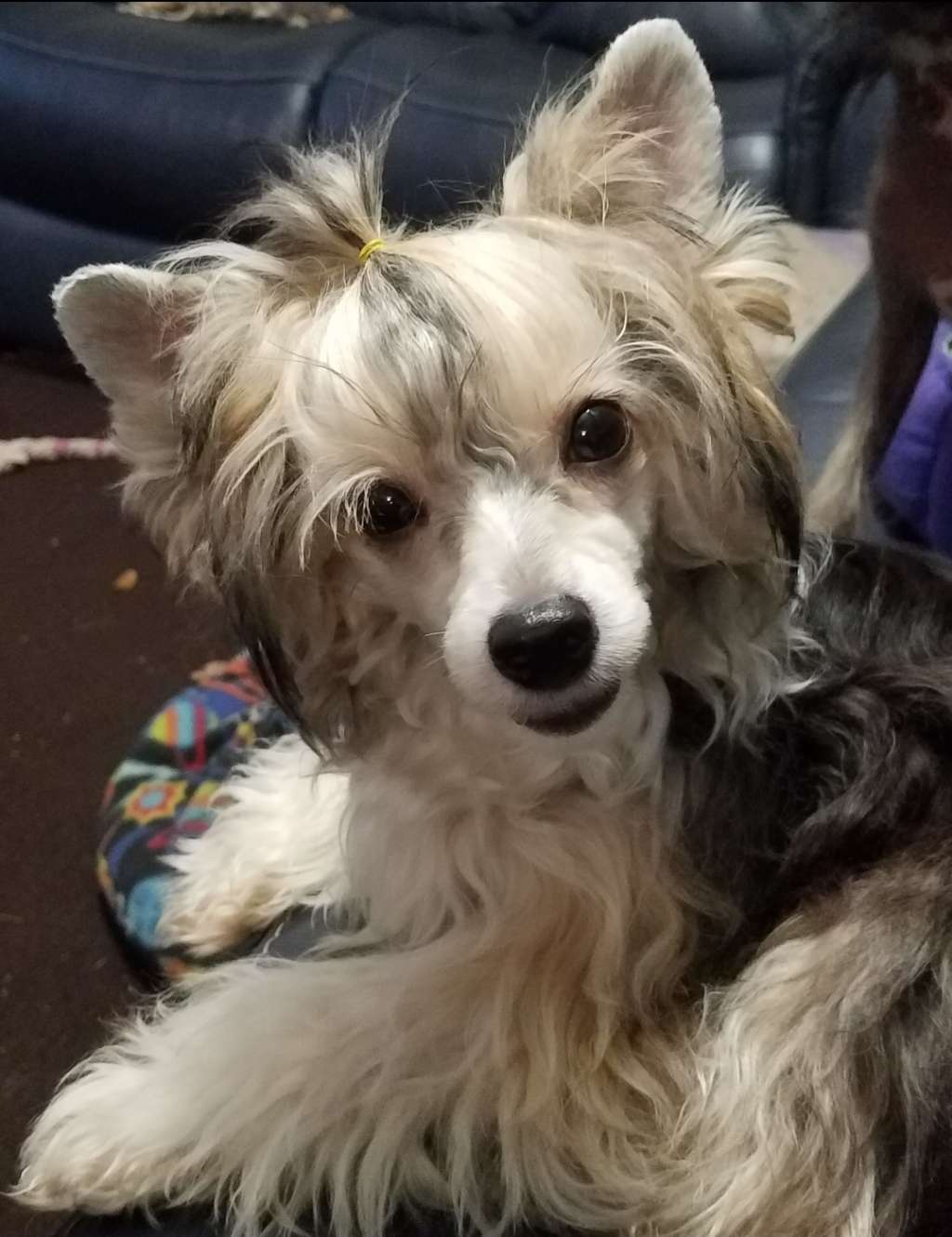 Altacrest Palmetto Irish Cream