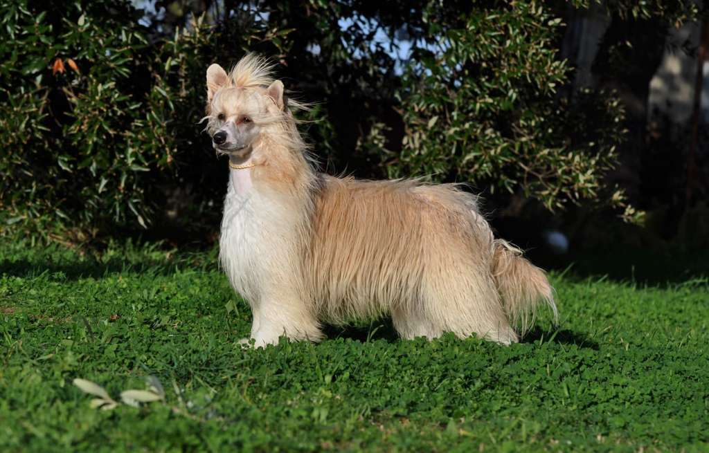 Victory's Laurel Show Me The Way