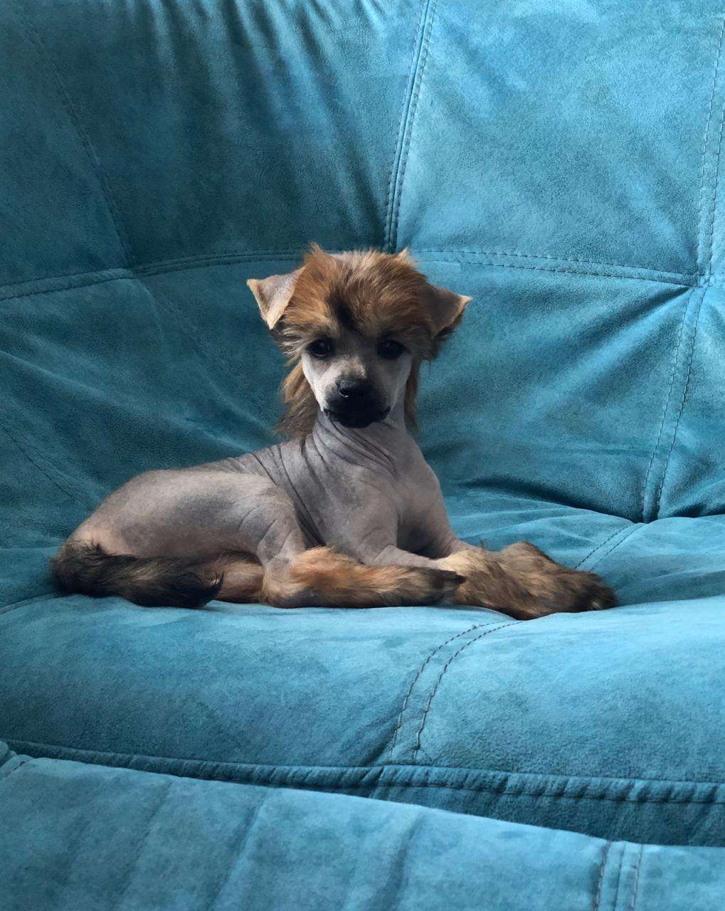 Ksolo Club Velichie Predkov