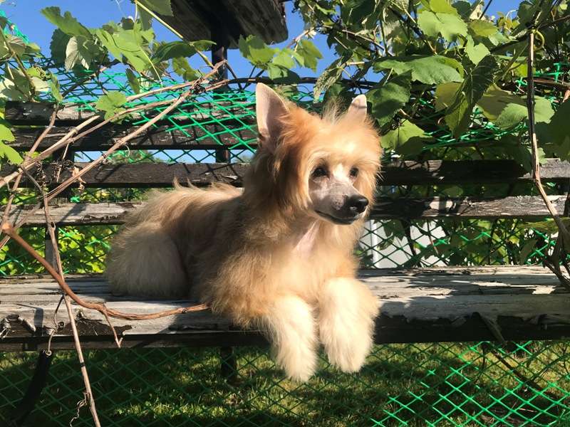 Ksolo Club Velikaya Dinastiya