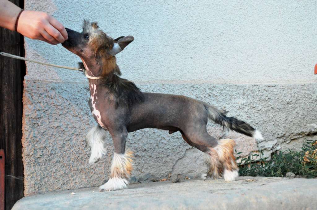 No money no honey z Andelovy dlane