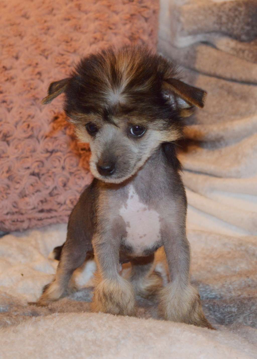 Nikko Blue z Andelovy dlane