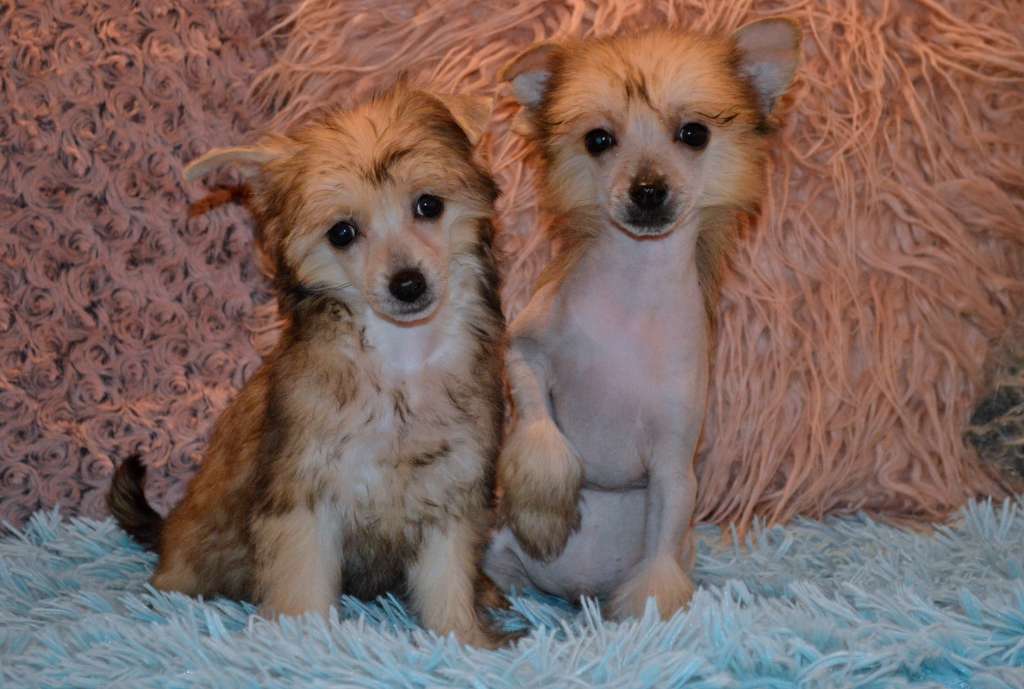 Princess Beatrice z Andelovy dlane