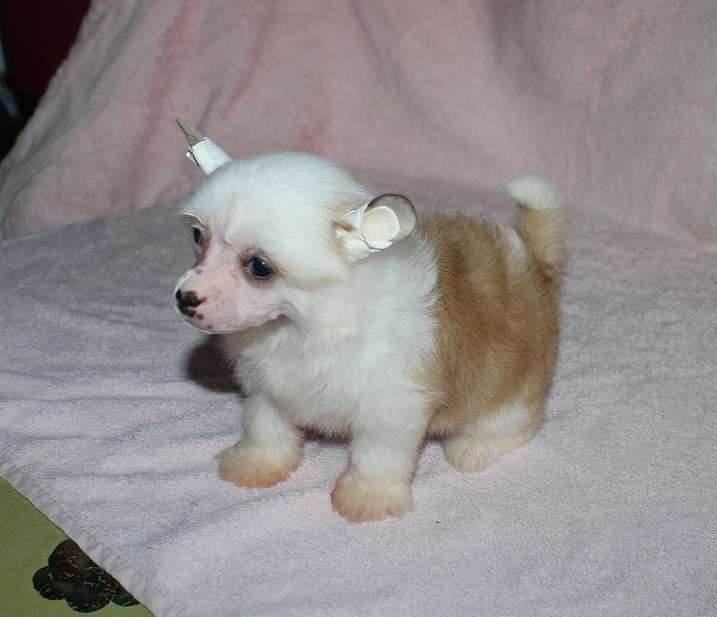 Angel O Check Yasnoe Solnyshko