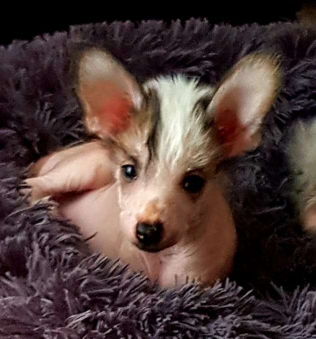 Eternal Mind Sunshine  Gambitas