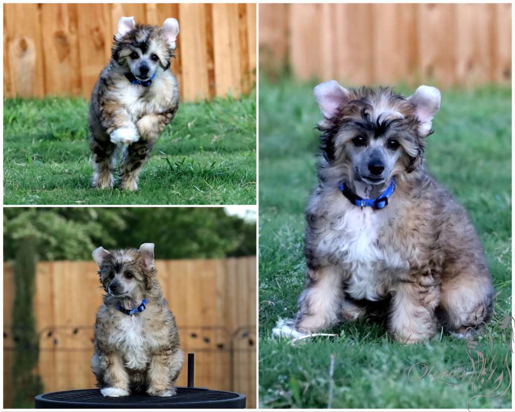 Olyuti's Beauty in Velvet Suit