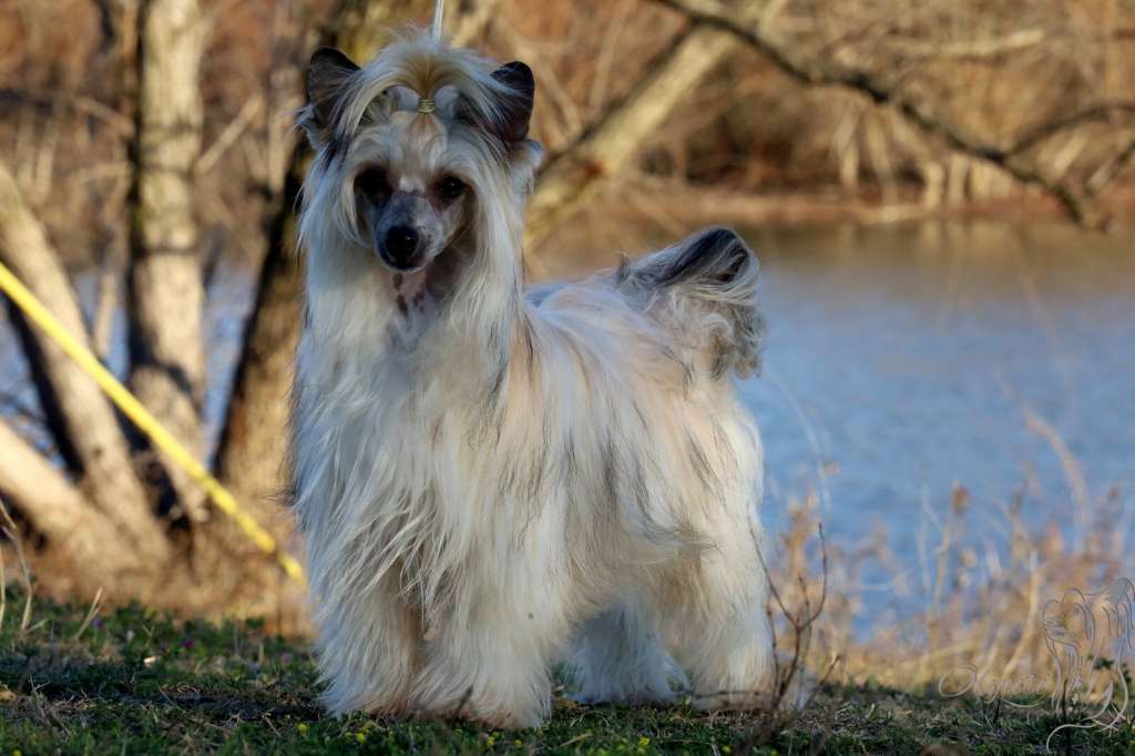 Olyuti's Bliss for Life TKN