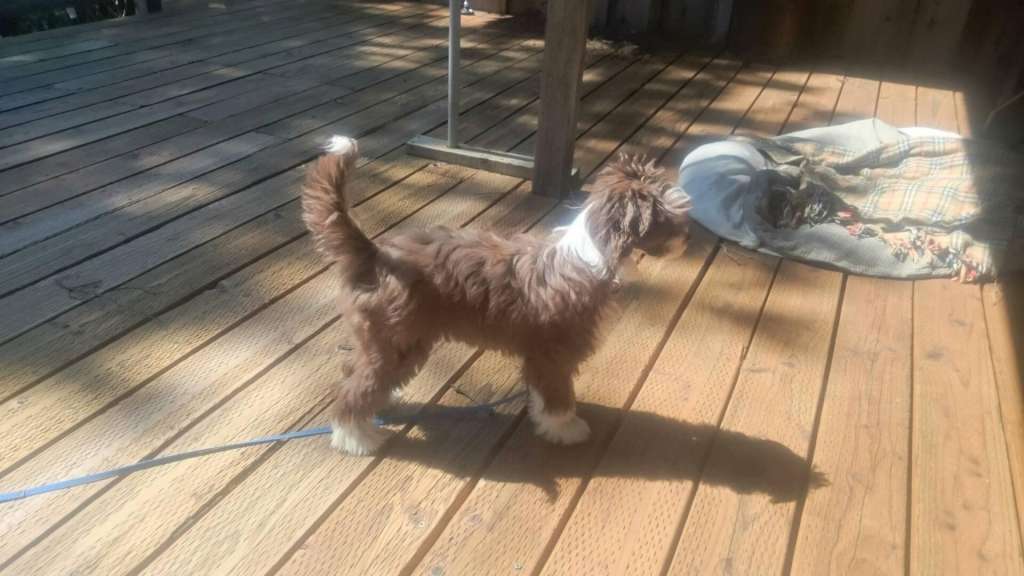 Mountain Meadows Ernie at Gardine