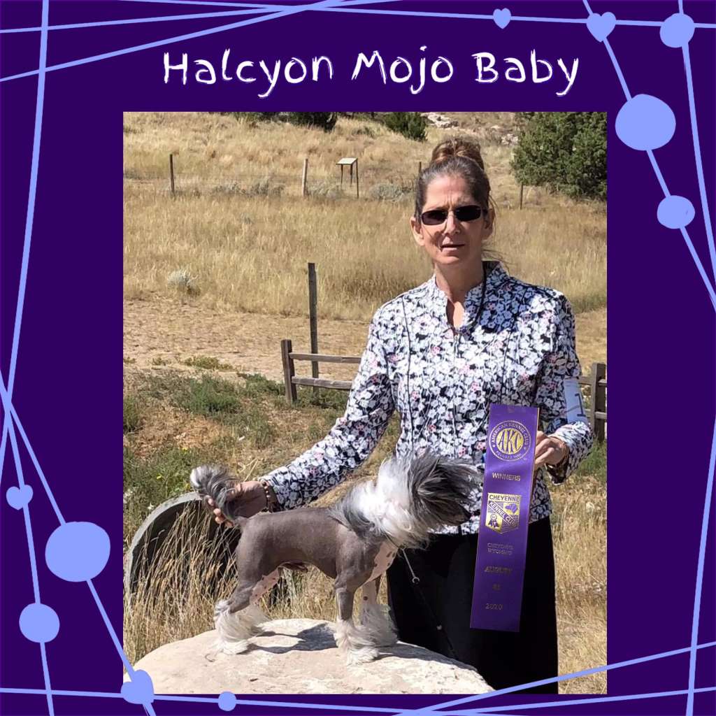 Halcyon Mojo Baby