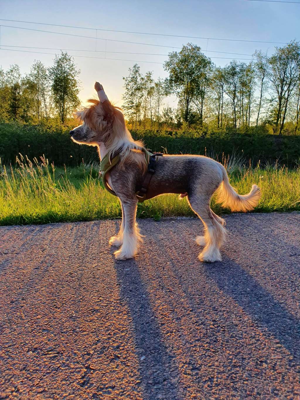 ChinoPata's Pull My Finger
