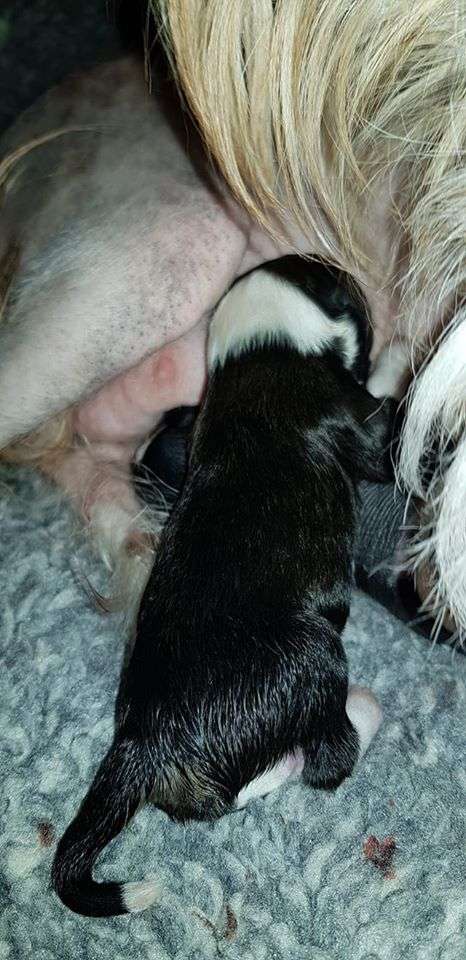 ChinoPata's Peekaboo