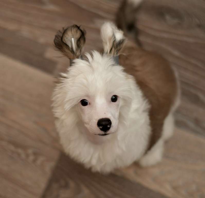 HitLine Ltd Cinnamon and Honey