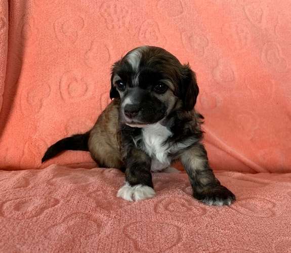 Proud Pony World Class