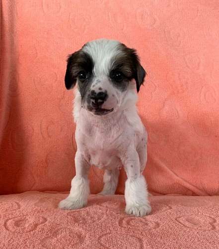 Proud Pony Xplosive Force