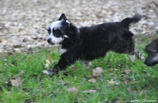 Piri-Piri Little Champs