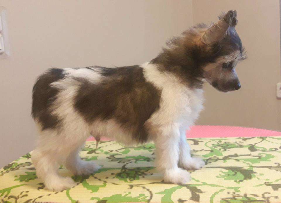 Talisman Of Luck Sasima