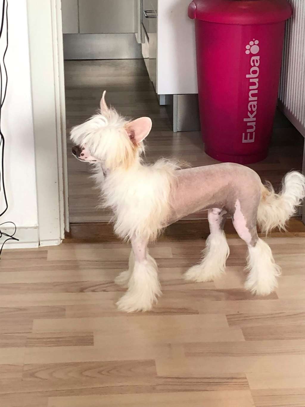 Little Rema?s Obelix