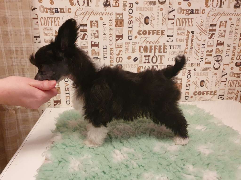 Pinky Twinky You Are My Sunshine