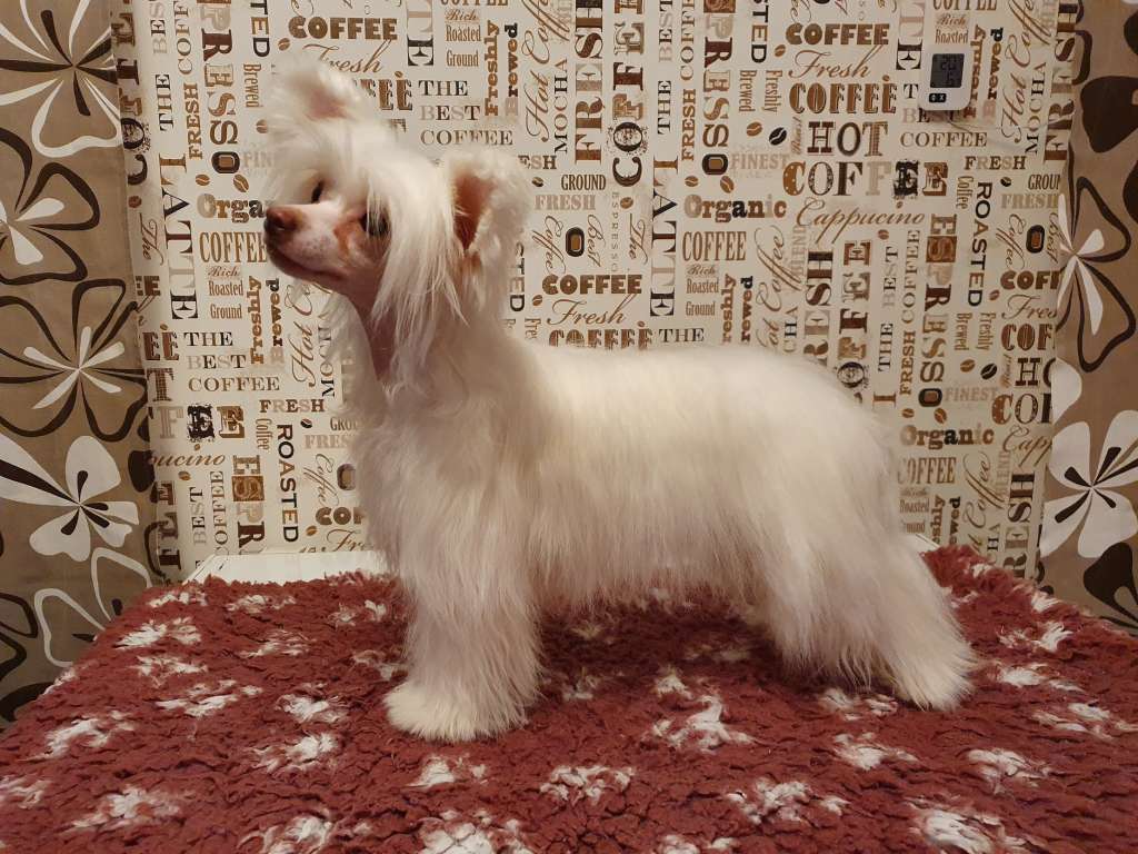 Pinky Twinky Youth Gone Wild