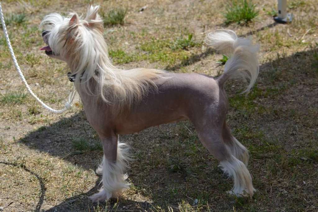 SimSeLabim's Amorelie