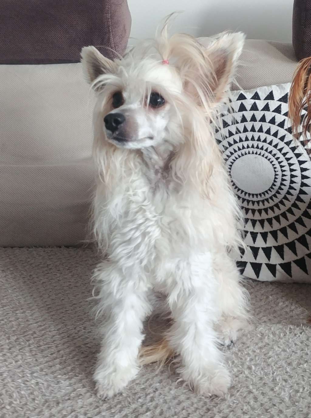 XOXO Hugs & Kisses Sasima Fci