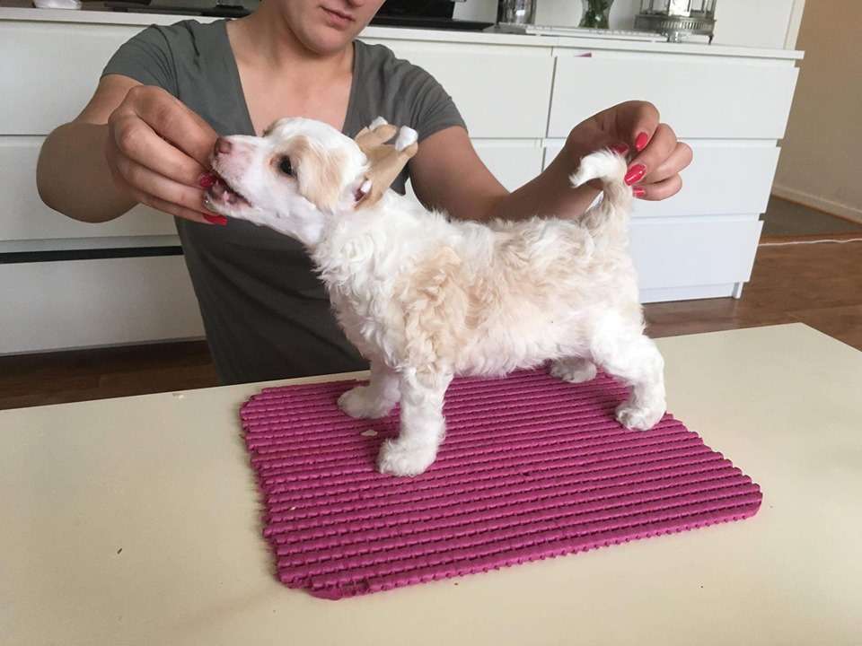 Concilio Ps I Love You