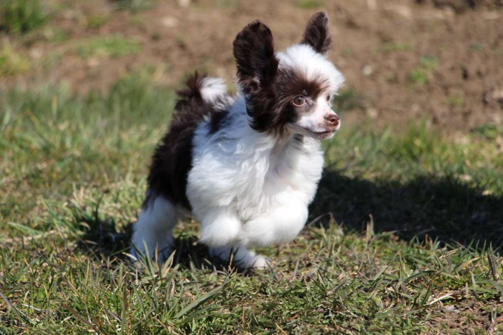 Ovatii Archibald Blade