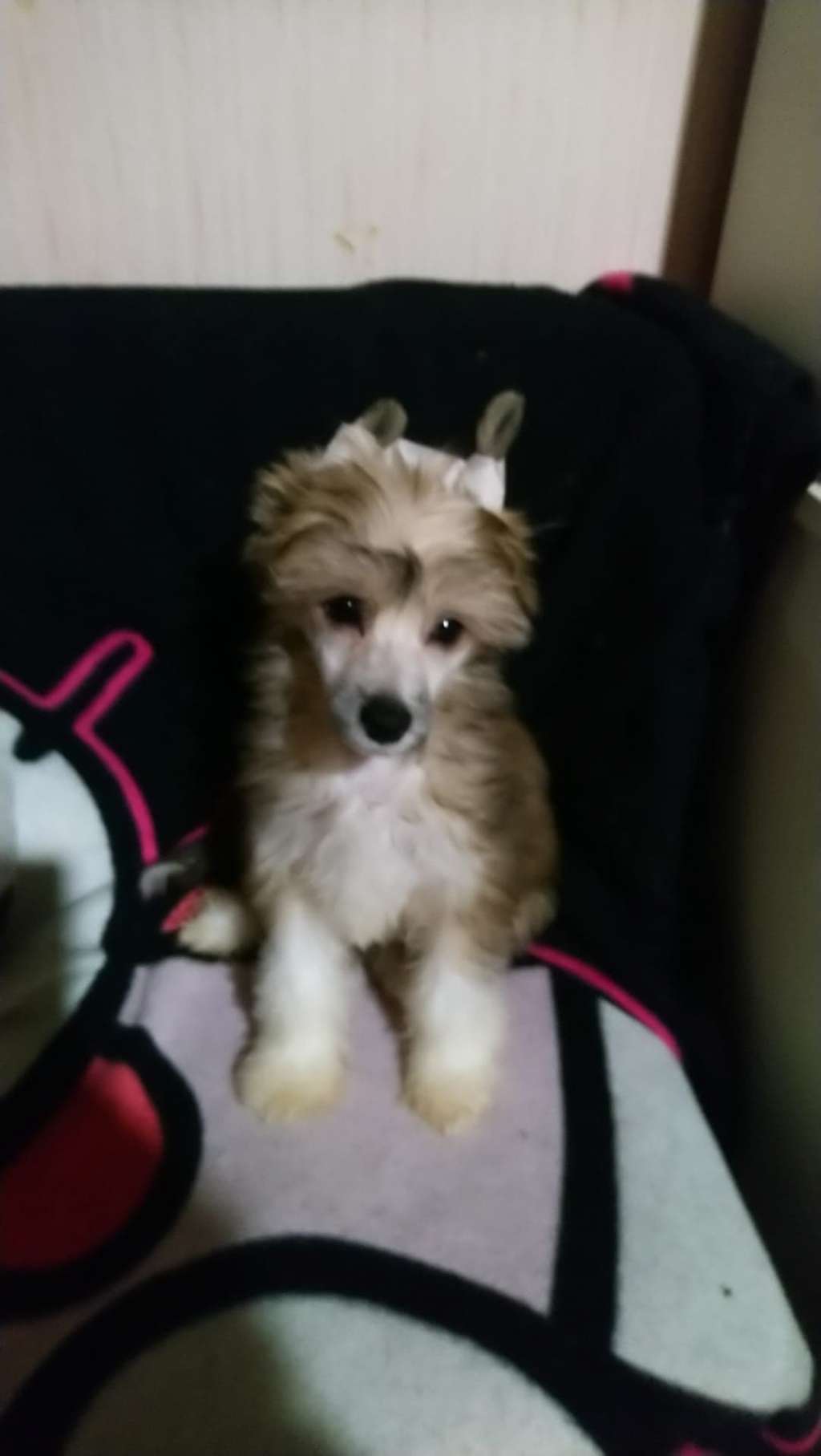 Stuart little of the loving dols