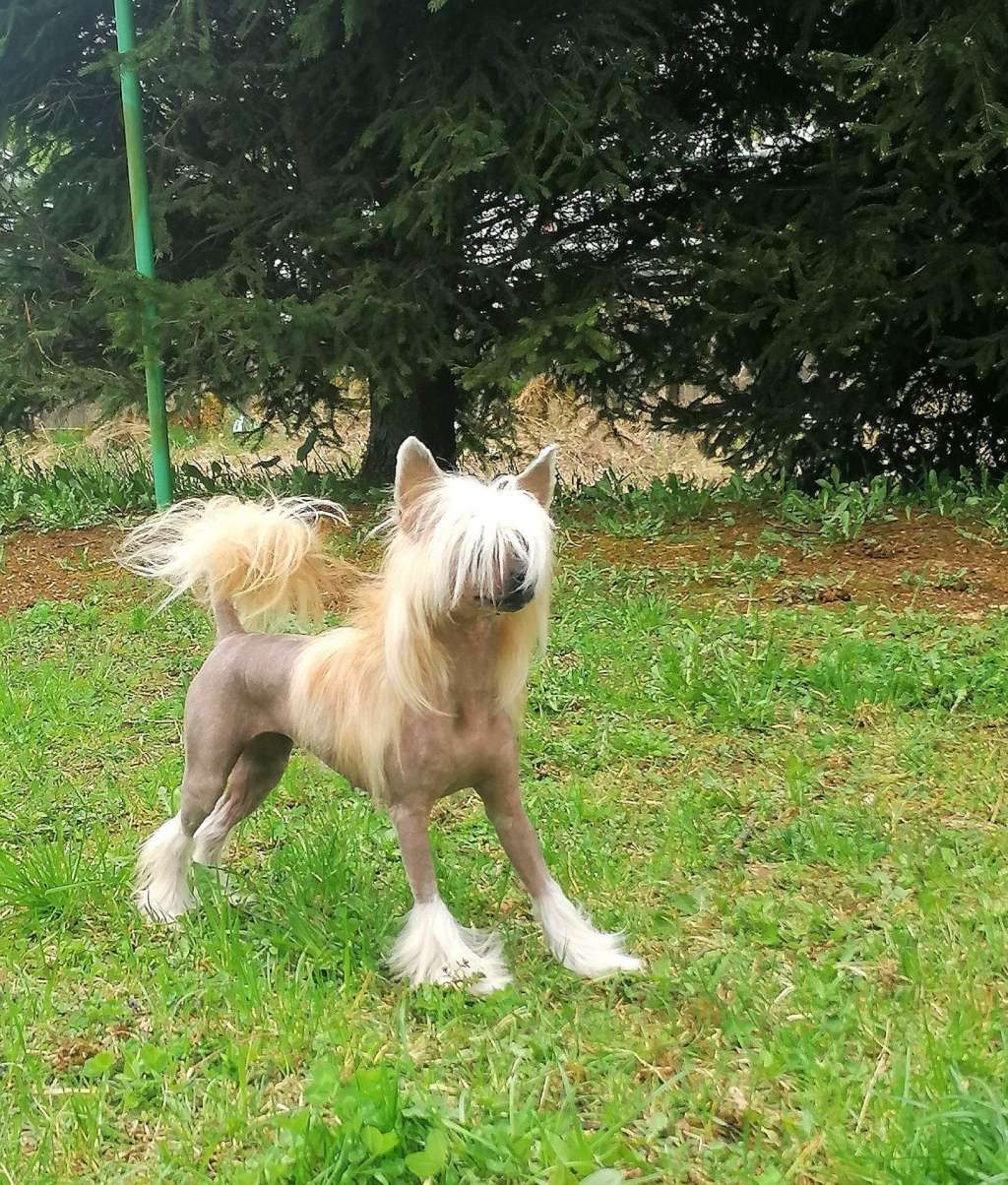 Coco Chanel Aschabey