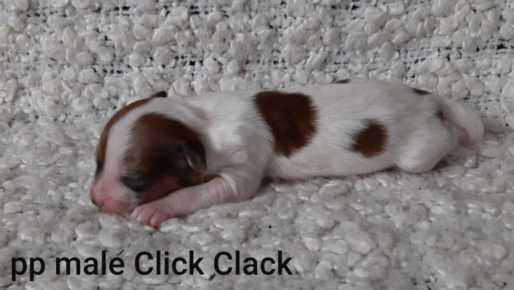 Family Song's Click Clack