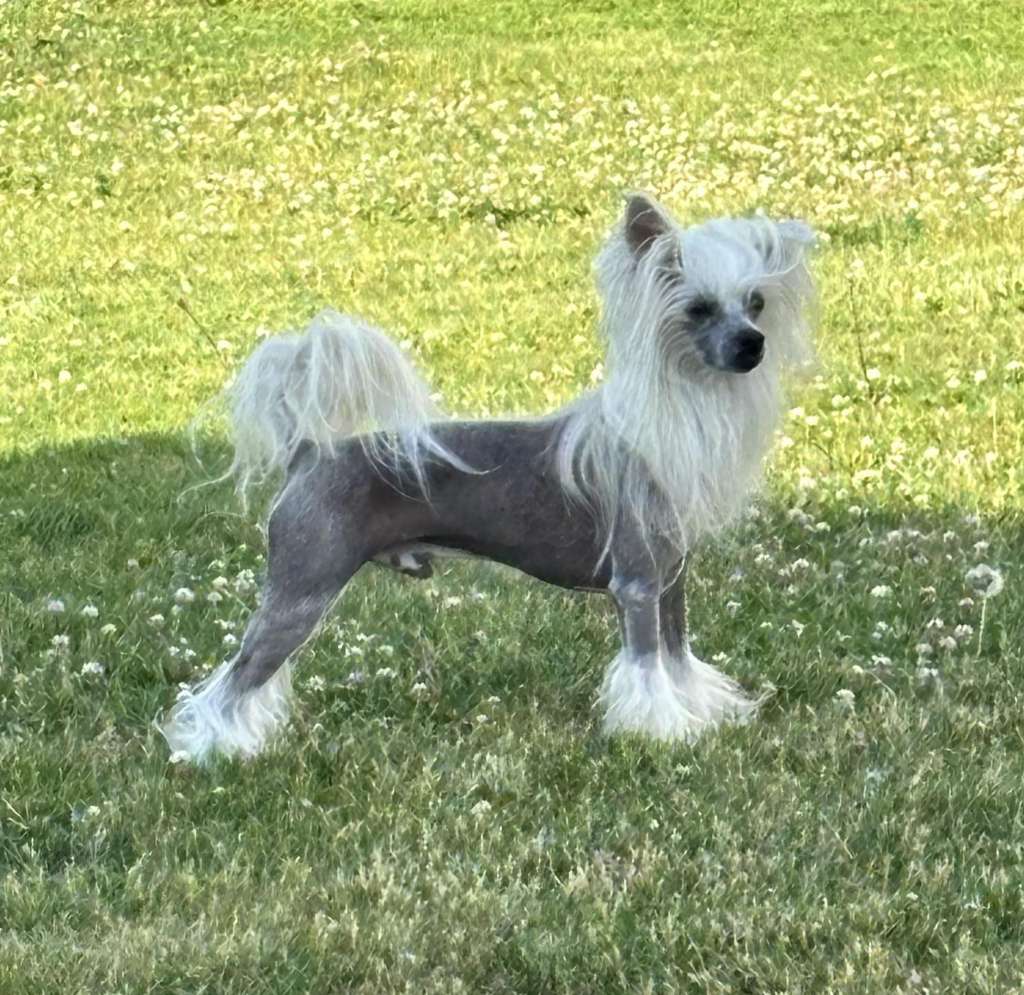 Gardine Hair I Go Again