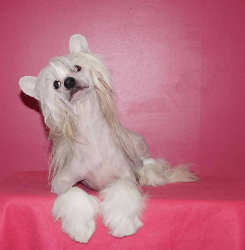 Sun Dan Santa's Little Helper