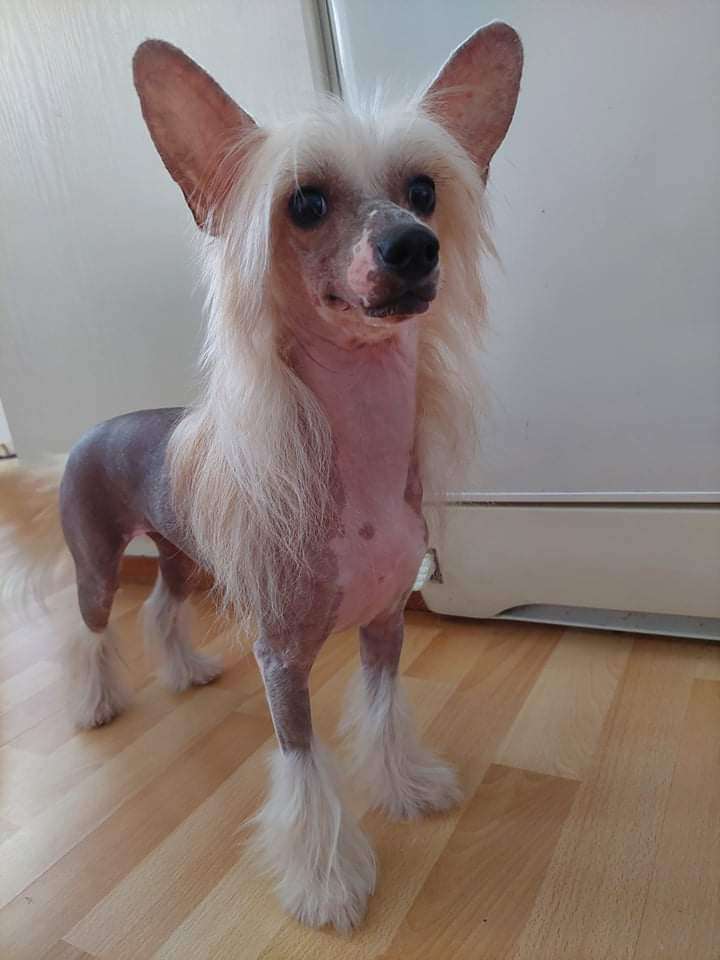 Sun Dan Christmas Miracle