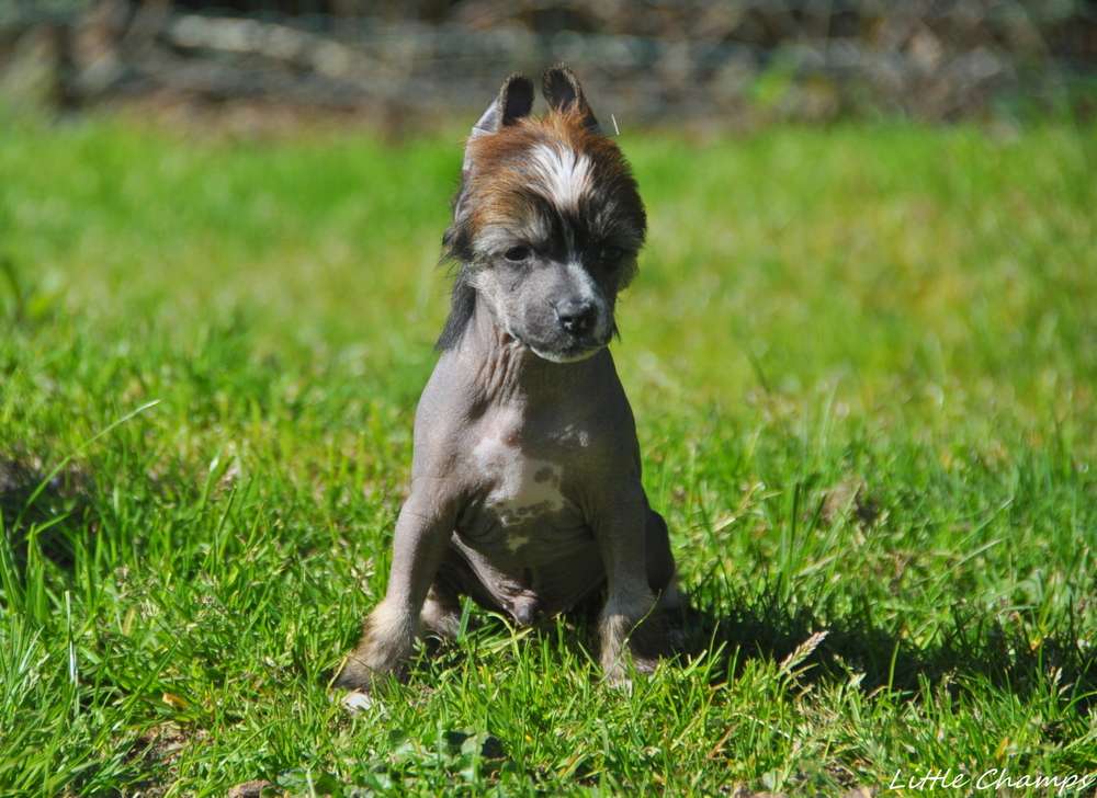 R'Force Little Champs