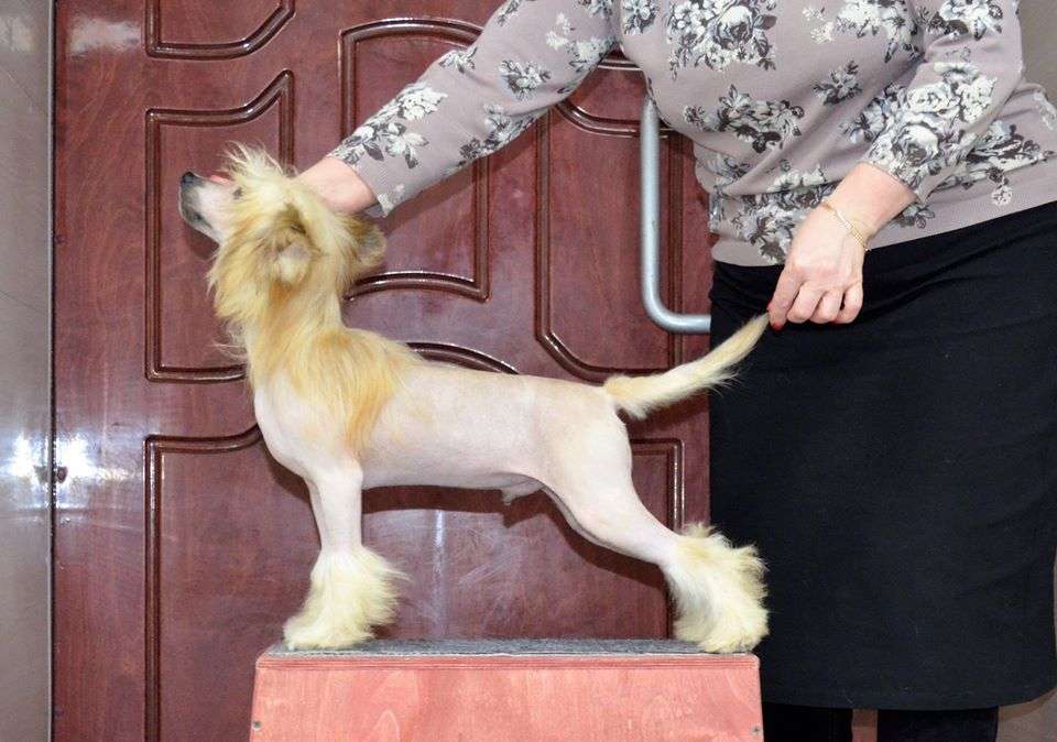 Glenlife Zlatomir Zagorcic