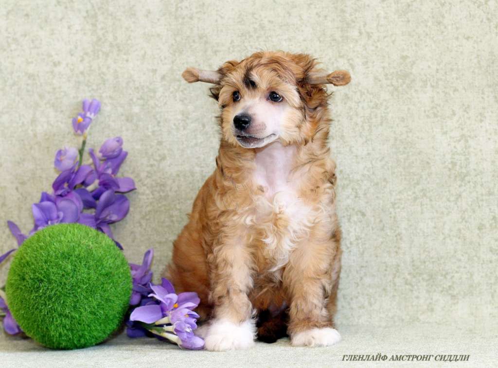 Glenlife Armstrong Siddeley