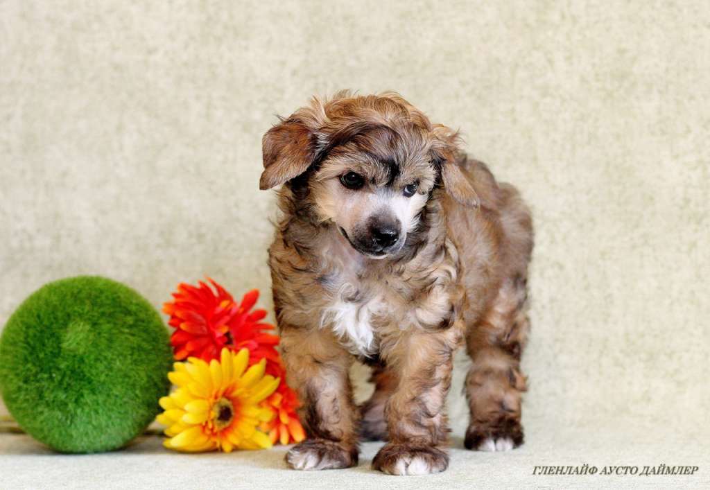 Glenlife Austro Daimler