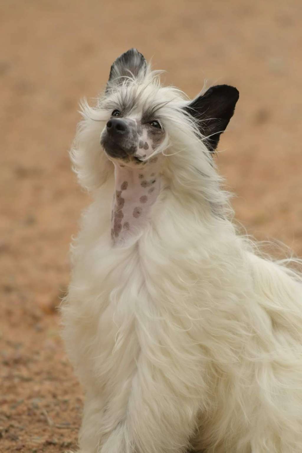 HitLine Ltd Unreal Blockbuster