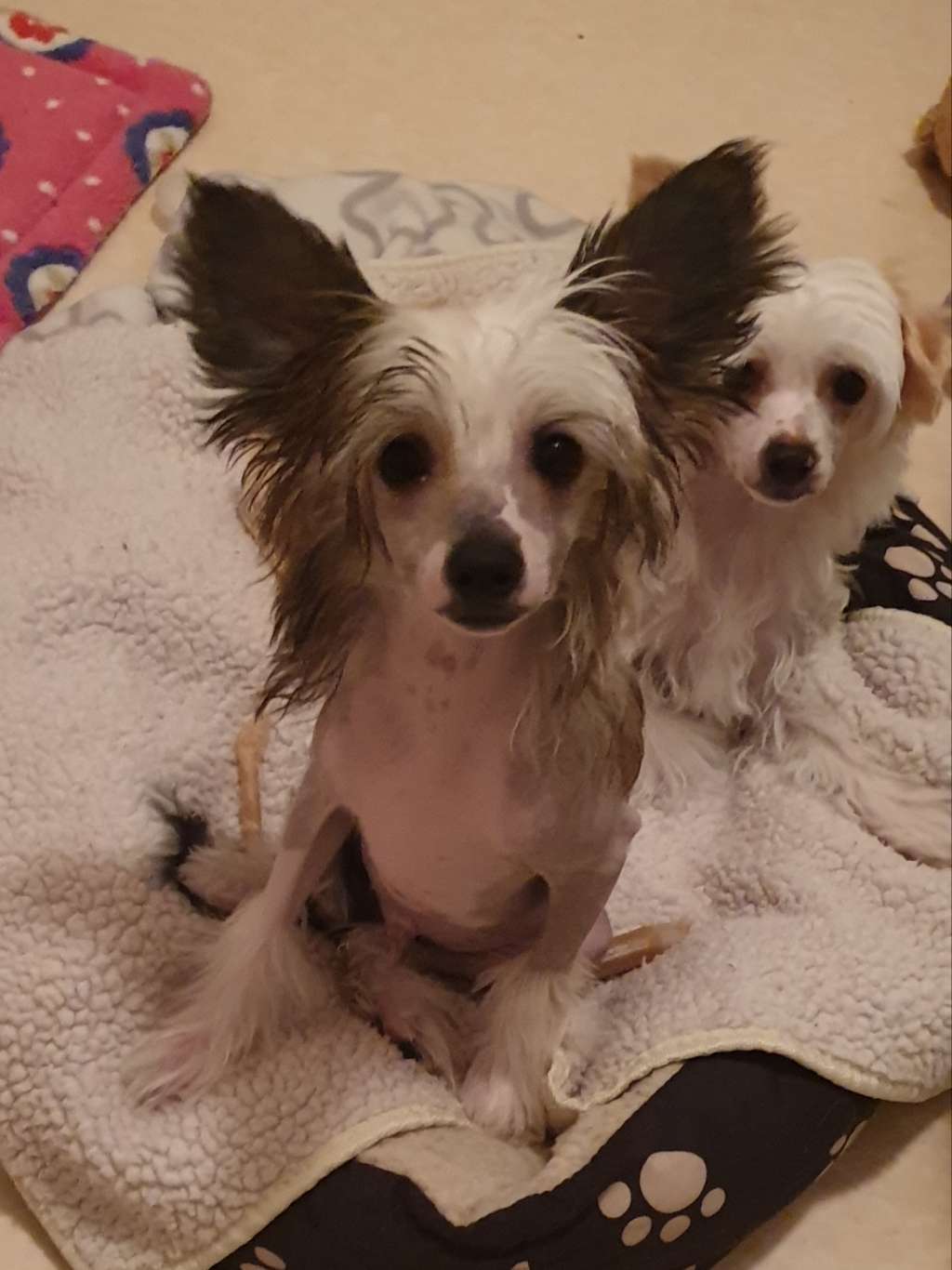 Angelcrest Cesar Millan