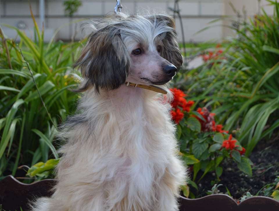 Del Terro Perros Alana Lady