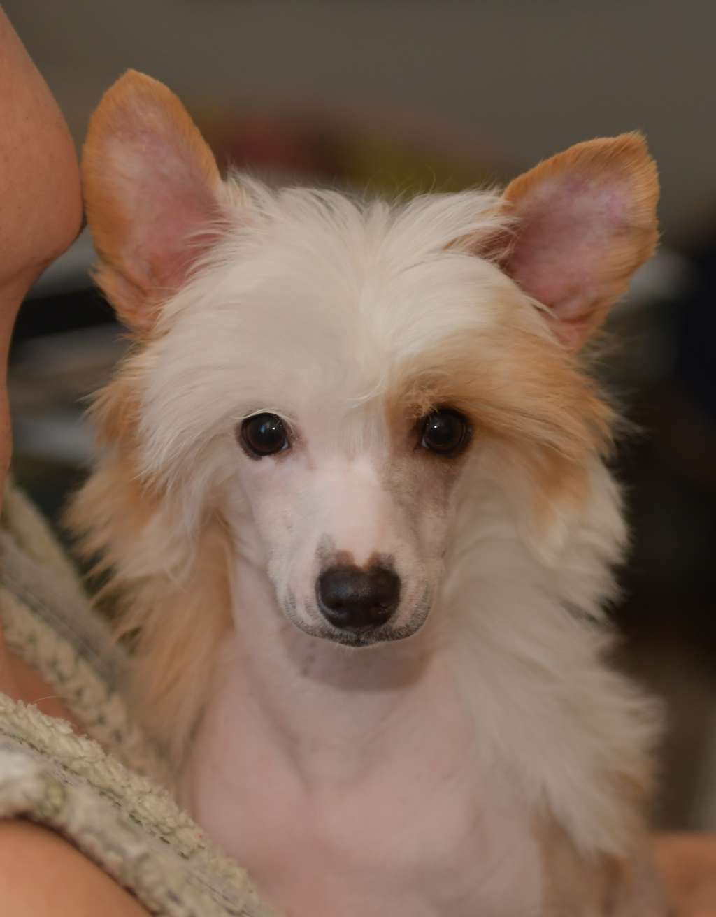 HitLine Ltd Hewn in Gold