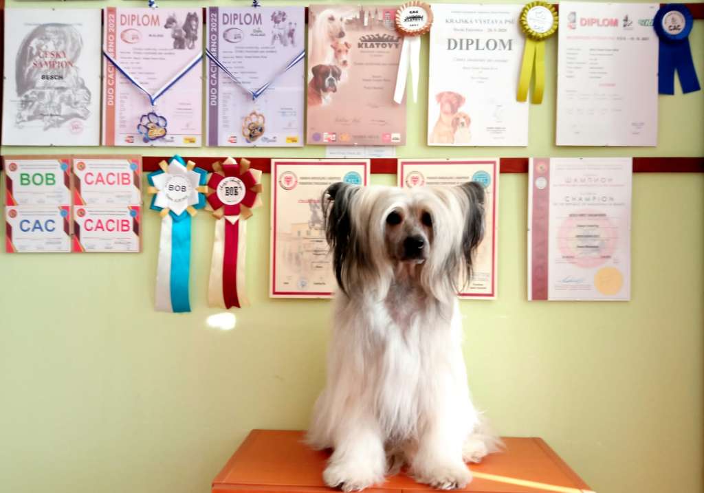 Besch Sweet Dream River