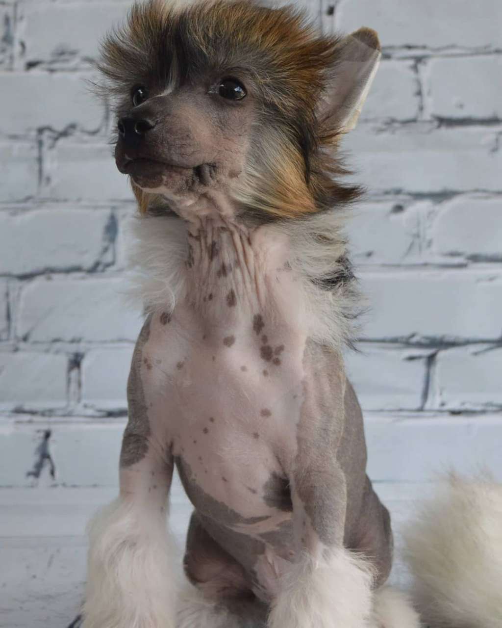 Volcancrest Jebel Al-tair